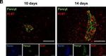 Rabbit IgG (H+L) Cross-Adsorbed Secondary Antibody in Immunohistochemistry (IHC)