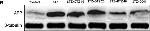 Rabbit IgG (H+L) Highly Cross-Adsorbed Secondary Antibody in Western Blot (WB)