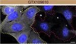 Rabbit IgG (H+L) Highly Cross-Adsorbed Secondary Antibody in Immunocytochemistry (ICC/IF)