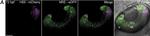 Chicken IgY (H+L) Secondary Antibody in Immunohistochemistry (IHC)