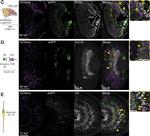 Chicken IgY (H+L) Secondary Antibody in Immunohistochemistry (IHC)