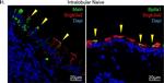 Rabbit IgG (H+L) Highly Cross-Adsorbed Secondary Antibody in Immunocytochemistry (ICC/IF)