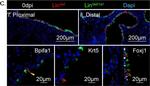 Rabbit IgG (H+L) Highly Cross-Adsorbed Secondary Antibody in Immunocytochemistry (ICC/IF)