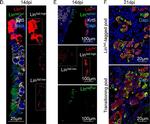 Chicken IgY (H+L) Secondary Antibody in Immunocytochemistry (ICC/IF)