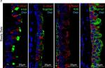 Rabbit IgG (H+L) Highly Cross-Adsorbed Secondary Antibody in Immunocytochemistry (ICC/IF)