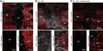 Rabbit IgG (H+L) Highly Cross-Adsorbed Secondary Antibody in Immunohistochemistry (Paraffin) (IHC (P))