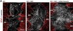 Rabbit IgG (H+L) Highly Cross-Adsorbed Secondary Antibody in Immunohistochemistry (Paraffin) (IHC (P))