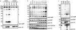 Mouse IgG (H+L) Secondary Antibody in Western Blot (WB)