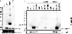 Mouse IgG (H+L) Secondary Antibody in Western Blot (WB)