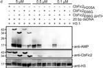 Mouse IgG (H+L) Secondary Antibody in Western Blot (WB)