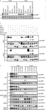 Mouse IgG (H+L) Secondary Antibody in Western Blot (WB)