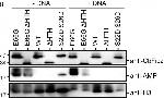 Mouse IgG (H+L) Secondary Antibody in Western Blot (WB)