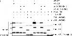 Mouse IgG (H+L) Secondary Antibody in Western Blot (WB)