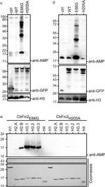 Mouse IgG (H+L) Secondary Antibody in Western Blot (WB)