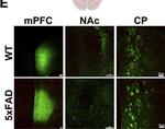 Mouse IgG (H+L) Highly Cross-Adsorbed Secondary Antibody in Immunocytochemistry (ICC/IF)