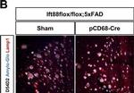 Rat IgG (H+L) Highly Cross-Adsorbed Secondary Antibody in Immunocytochemistry (ICC/IF)