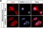 Rat IgG (H+L) Highly Cross-Adsorbed Secondary Antibody in Immunocytochemistry (ICC/IF)