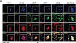 Rabbit IgG (H+L) Highly Cross-Adsorbed Secondary Antibody in Immunocytochemistry (ICC/IF)