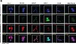 Rabbit IgG (H+L) Highly Cross-Adsorbed Secondary Antibody in Immunocytochemistry (ICC/IF)