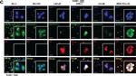 Rabbit IgG (H+L) Highly Cross-Adsorbed Secondary Antibody in Immunocytochemistry (ICC/IF)