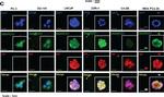 Rabbit IgG (H+L) Highly Cross-Adsorbed Secondary Antibody in Immunocytochemistry (ICC/IF)