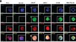 Rabbit IgG (H+L) Highly Cross-Adsorbed Secondary Antibody in Immunocytochemistry (ICC/IF)