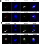 Rabbit IgG (H+L) Highly Cross-Adsorbed Secondary Antibody in Immunocytochemistry (ICC/IF)