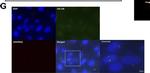 Rabbit IgG (H+L) Highly Cross-Adsorbed Secondary Antibody in Immunocytochemistry (ICC/IF)