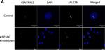 Rabbit IgG (H+L) Highly Cross-Adsorbed Secondary Antibody in Immunocytochemistry (ICC/IF)