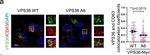 Mouse IgG (H+L) Highly Cross-Adsorbed Secondary Antibody in Immunocytochemistry (ICC/IF)