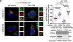 Rabbit IgG (H+L) Cross-Adsorbed Secondary Antibody in Immunocytochemistry (ICC/IF)