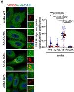 Rabbit IgG (H+L) Cross-Adsorbed Secondary Antibody in Immunocytochemistry (ICC/IF)