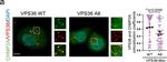 Rabbit IgG (H+L) Cross-Adsorbed Secondary Antibody in Immunocytochemistry (ICC/IF)