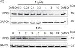 Rabbit IgG (H+L) Secondary Antibody in Western Blot (WB)