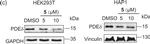 Rabbit IgG (H+L) Secondary Antibody in Western Blot (WB)