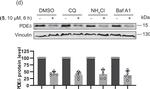 Rabbit IgG (H+L) Secondary Antibody in Western Blot (WB)