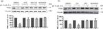 Rabbit IgG (H+L) Secondary Antibody in Western Blot (WB)