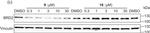 Rabbit IgG (H+L) Secondary Antibody in Western Blot (WB)