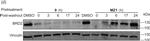 Rabbit IgG (H+L) Secondary Antibody in Western Blot (WB)