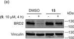 Rabbit IgG (H+L) Secondary Antibody in Western Blot (WB)