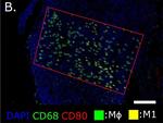 Rat IgG (H+L) Cross-Adsorbed Secondary Antibody in Immunohistochemistry (Paraffin) (IHC (P))