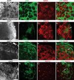 Mouse IgG (H+L) Cross-Adsorbed Secondary Antibody in Immunocytochemistry (ICC/IF)