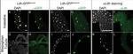 Rabbit IgG (H+L) Cross-Adsorbed Secondary Antibody in Immunocytochemistry (ICC/IF)