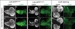 Rabbit IgG (H+L) Cross-Adsorbed Secondary Antibody in Immunocytochemistry (ICC/IF)