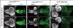 Rabbit IgG (H+L) Cross-Adsorbed Secondary Antibody in Immunocytochemistry (ICC/IF)