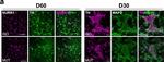 Rabbit IgG (H+L) Highly Cross-Adsorbed Secondary Antibody in Immunocytochemistry (ICC/IF)