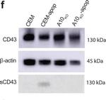 Rabbit IgG (H+L) Secondary Antibody in Western Blot (WB)