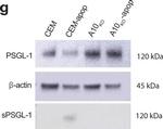 Rabbit IgG (H+L) Secondary Antibody in Western Blot (WB)