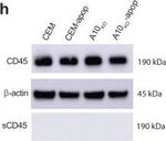 Rabbit IgG (H+L) Secondary Antibody in Western Blot (WB)