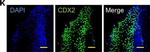 Rabbit IgG (H+L) Cross-Adsorbed Secondary Antibody in Immunocytochemistry (ICC/IF)